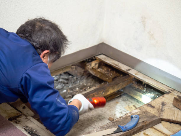 Best Professional Mold Removal  in Galesburg, IL