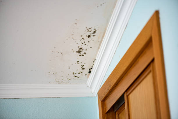 Best Mold Removal Process  in Galesburg, IL