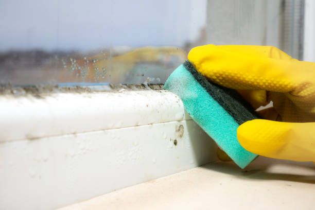 Best Attic Mold Removal  in Galesburg, IL