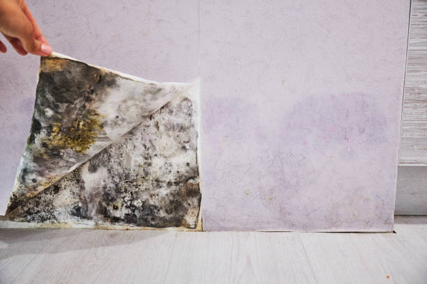 Best Local Mold Removal Service  in Galesburg, IL
